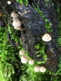 Mycena corticola image