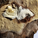Sporophagomyces chrysostomus image
