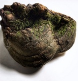 Perenniporia fraxinophila image