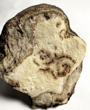 Perenniporia fraxinophila image