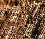 Perenniporia fraxinophila image