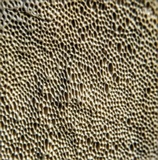 Perenniporia fraxinophila image