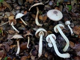 Agaricus leptocaulis image