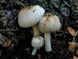 Agaricus leptocaulis image