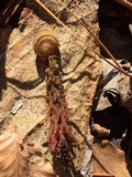 Calostoma cinnabarinum image