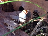 Calostoma cinnabarinum image