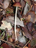 Parasola conopilea image
