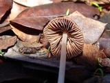 Parasola conopilea image
