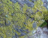 Caloplaca citrina image