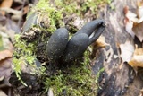 Xylaria polymorpha image