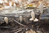 Xylaria polymorpha image