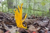 Clavulinopsis fusiformis image