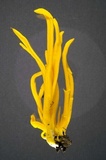 Clavulinopsis fusiformis image