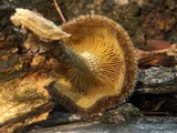 Lentinus berteroi image