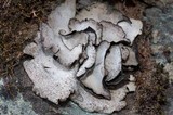 Dermatocarpon reticulatum image