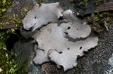 Dermatocarpon reticulatum image