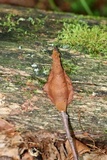 Hydnoporia corrugata image