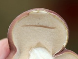 Tylopilus rubrobrunneus image