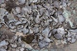Dermatocarpon reticulatum image
