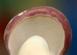 Tylopilus rubrobrunneus image