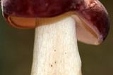 Tylopilus rubrobrunneus image