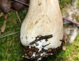 Tylopilus rubrobrunneus image