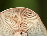 Lactarius helvus image