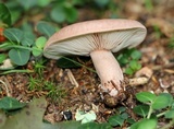 Lactarius helvus image