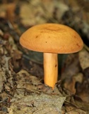 Lactarius volemus image