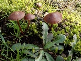 Psilocybe montana image