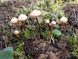 Psilocybe montana image
