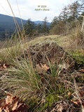Psilocybe montana image