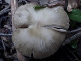 Entoloma rhodopolium image