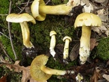 Tricholoma sulphureum image