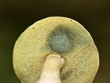 Boletus pallidus image