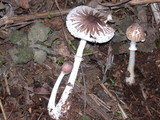 Lepiota glatfelteri image