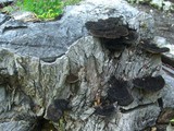 Hexagonia hydnoides image