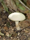 Boletus pallidus image
