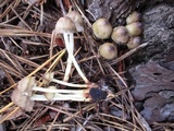 Mycena epipterygia var. brunneola image