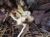 Mycena epipterygia var. brunneola image
