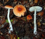 Lepiota rubrotinctoides image