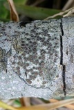 Lecanora hybocarpa image