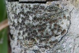 Lecanora hybocarpa image