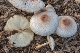 Leucoagaricus americanus image