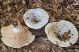 Lactarius piperatus image