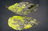 Scorias spongiosa image