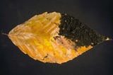 Scorias spongiosa image