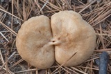 Lactarius subplinthogalus image