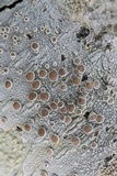 Lecanora albella image