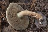 Tylopilus sordidus image